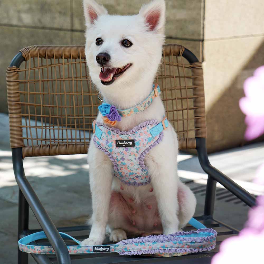 Printed shop dog harness