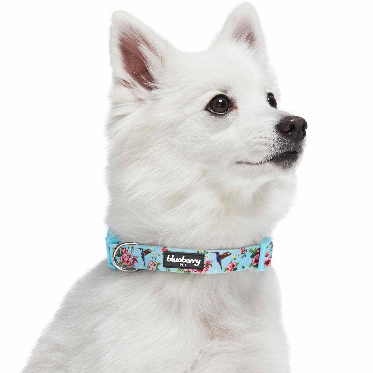 Blueberry Pet Zesty Fruit Dog Collar