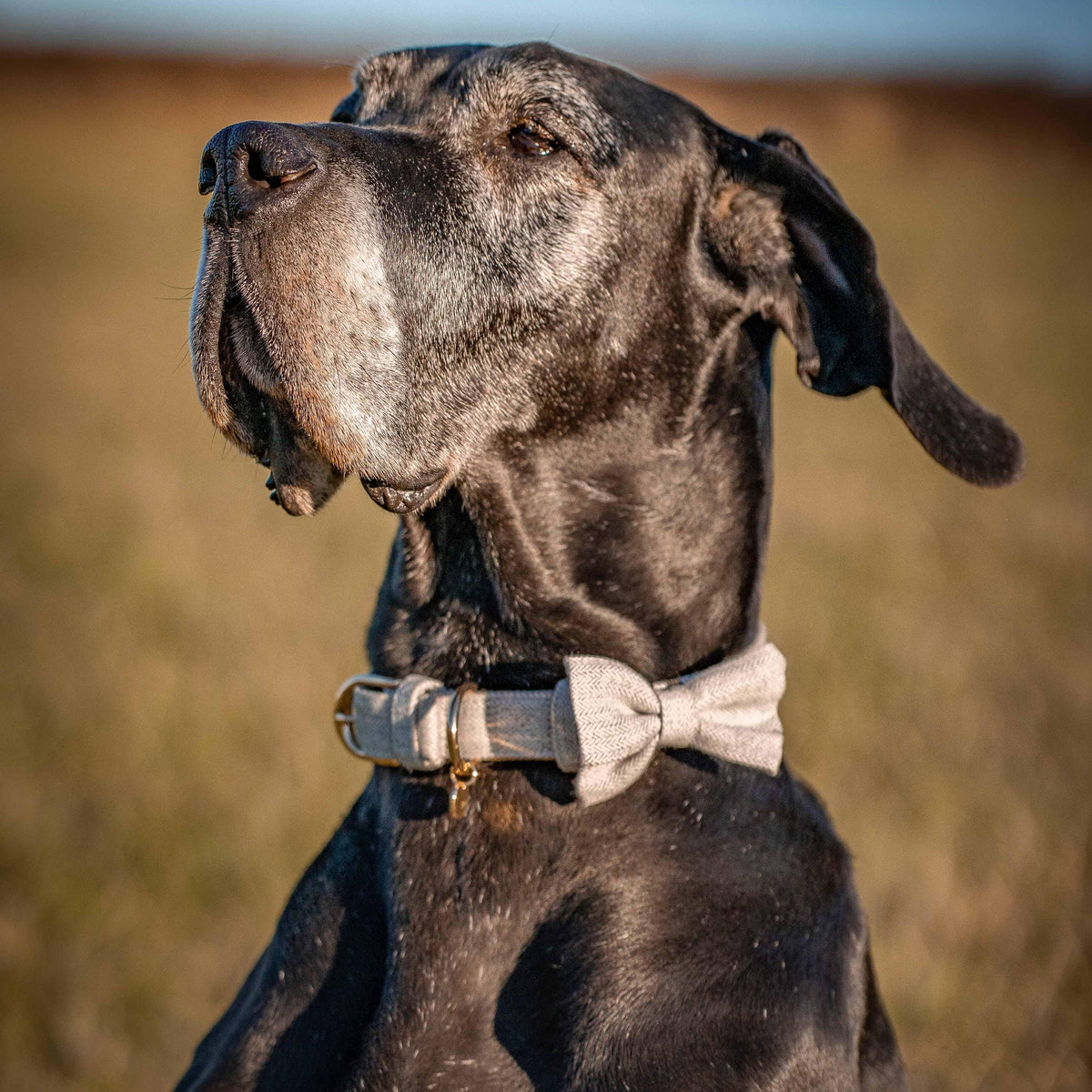 Tweed store lurcher collar