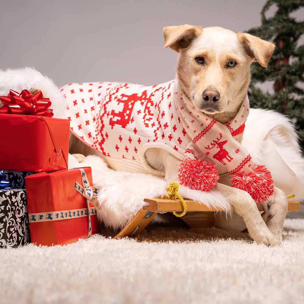 Blueberry Pet Dog Sweater Reindeer and Snowflake 10