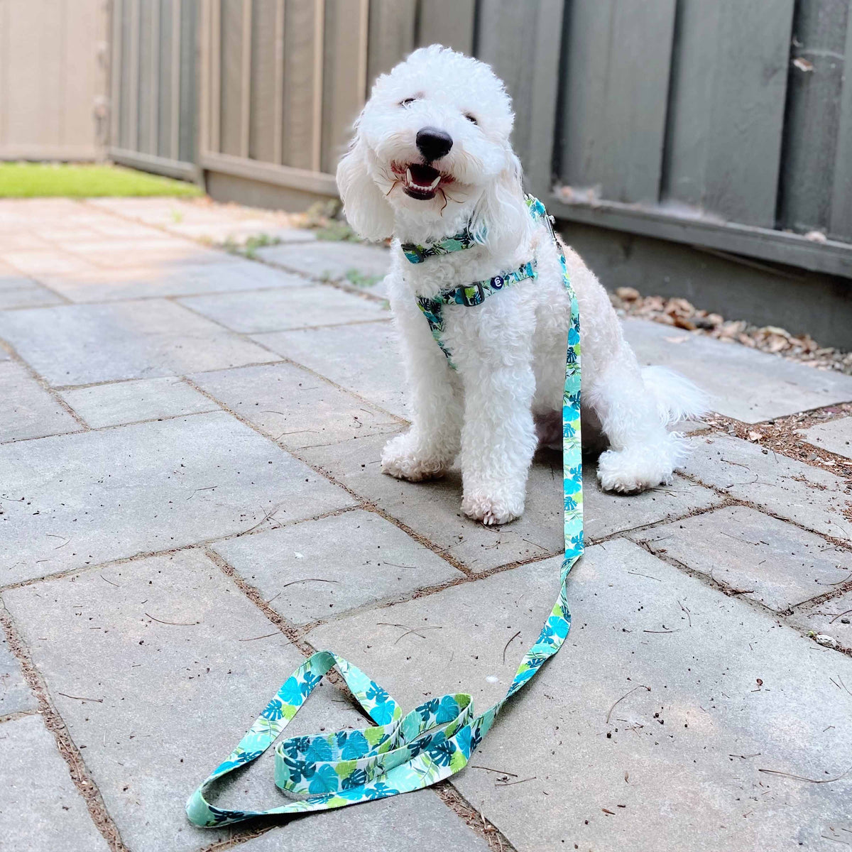 Summer Vacation Tropical Dog Collar Palm Leaves Bahamas Hawaiian Coll Blueberry Pet