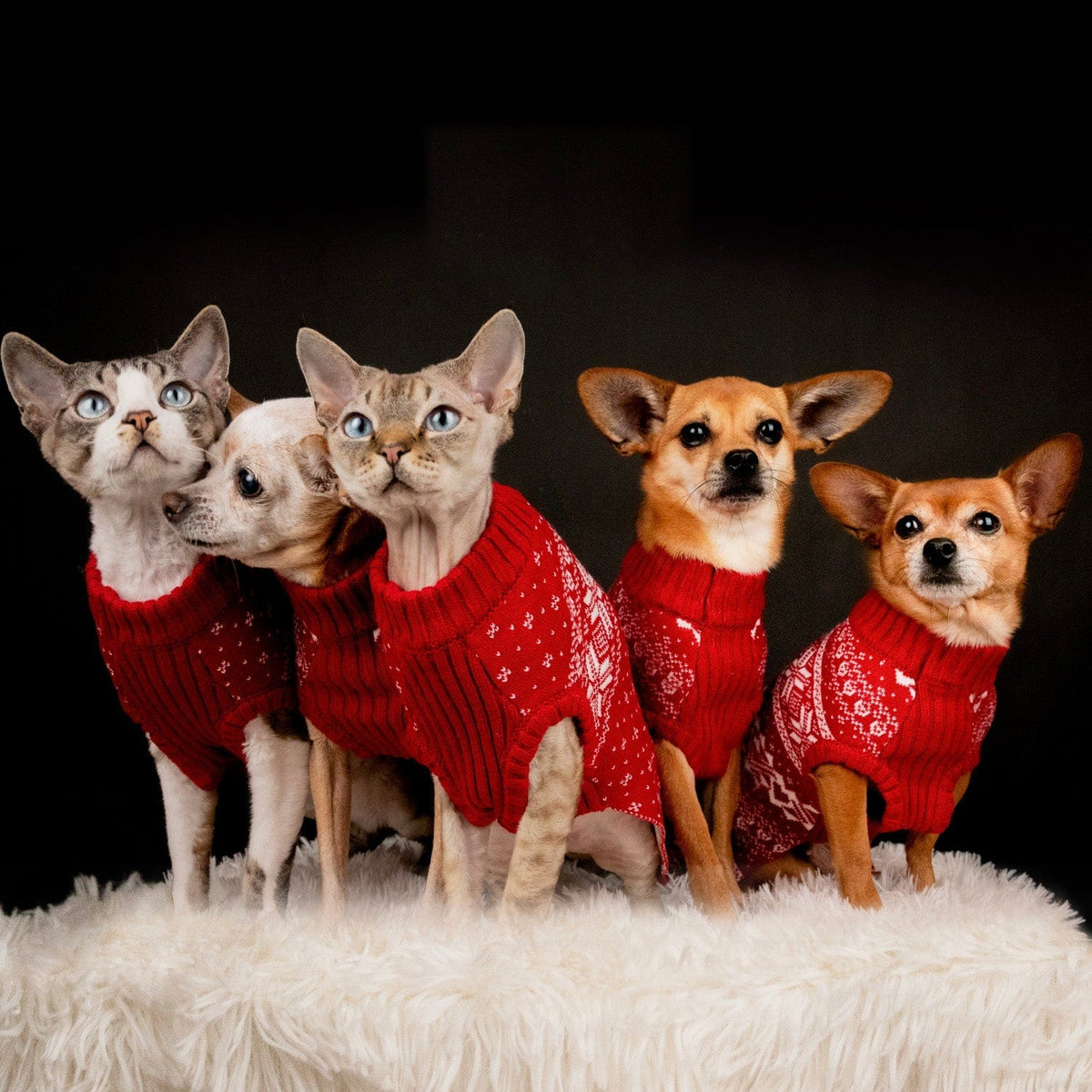 Holiday Family Matching Sweater in True Red