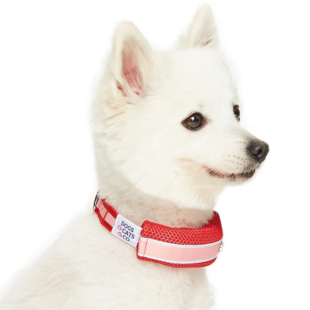 Dog Collar DOGS & CATS & CO. 2-in-1 Dog Collar with Detachable Padded Cover