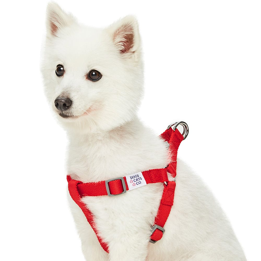 Dog Harness DOGS & CATS & CO. Dogs & Cats & Co. Classic Solid Color Dog Harness Fiery Red / Small