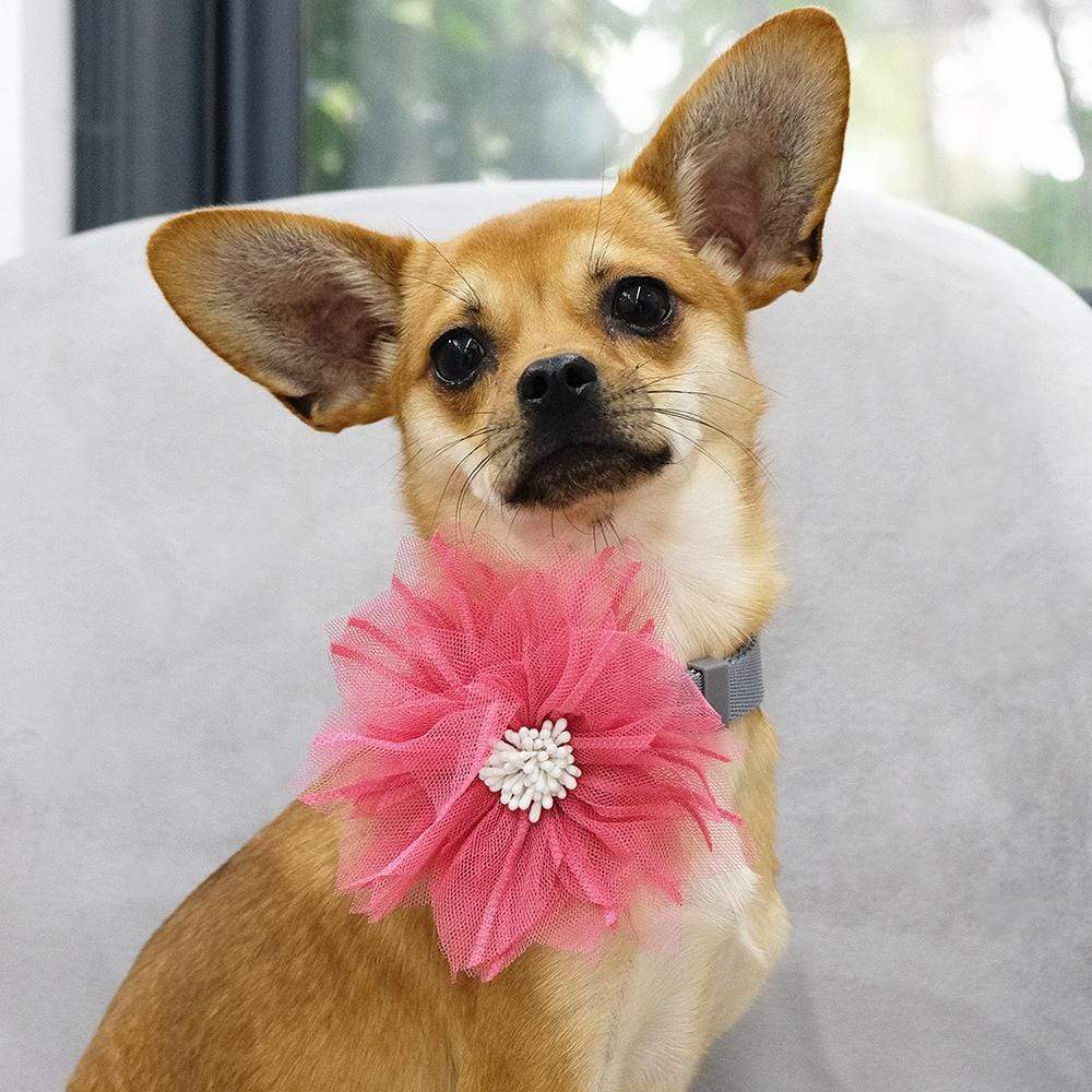 Pink Dog Collar With Flowers Carrots Floral Dog Collar 