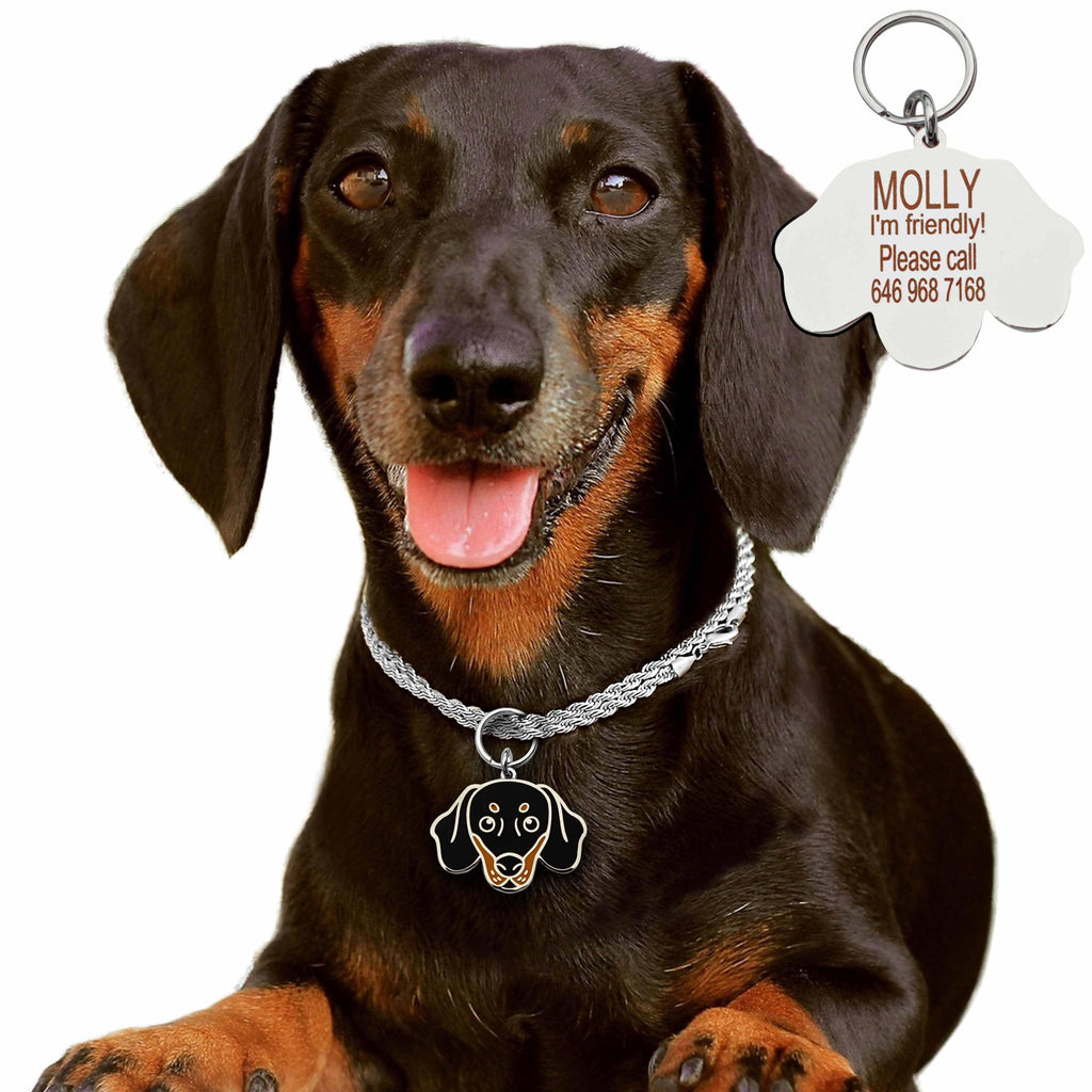 Dachshund Breeders  KC Registered Dachshund: Perfect Pooches