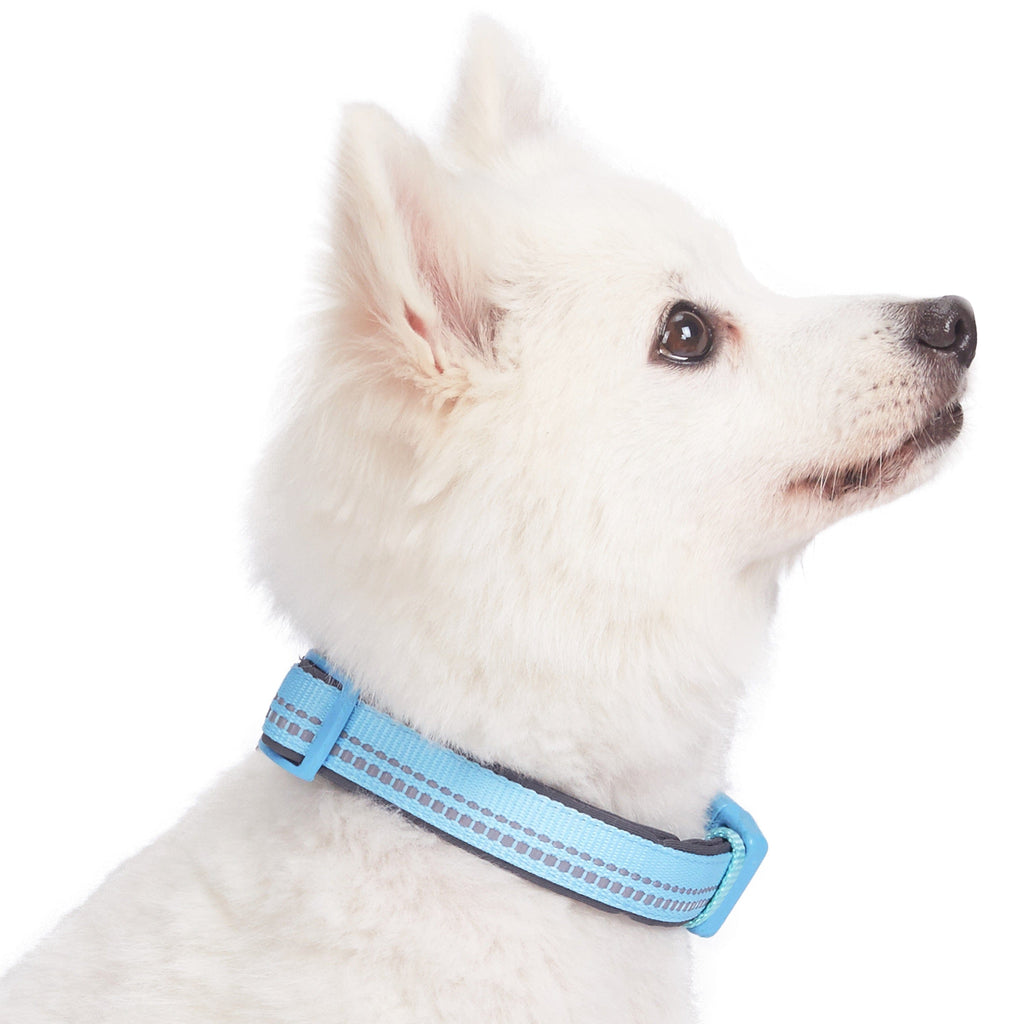 Blueberry Pet Sports Fan Basketball Canvas Adjustable Dog Collar with Metal  Buckle in Passion Orange, Large, Neck 17-20.5 