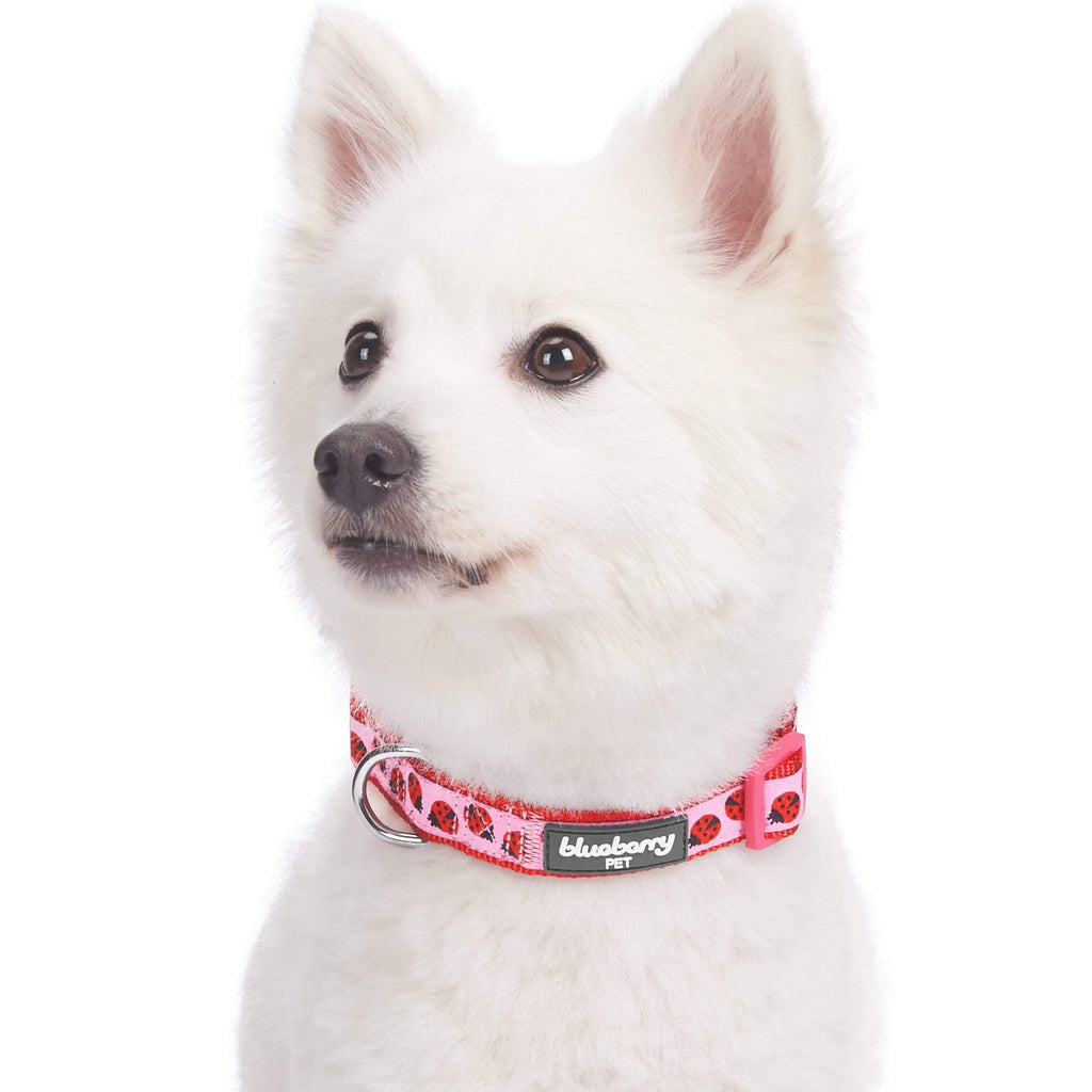 Ladybug 2024 dog collar