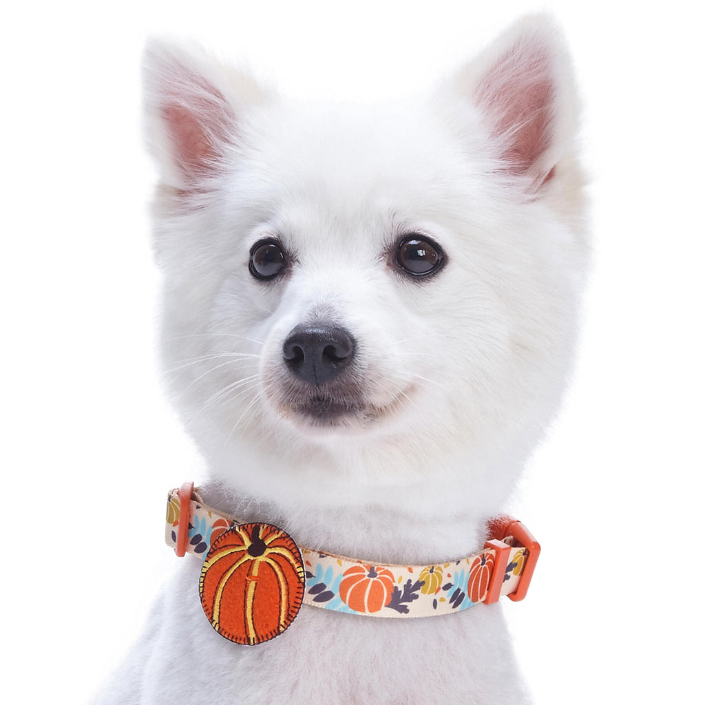 Thanksgiving dog hot sale collar