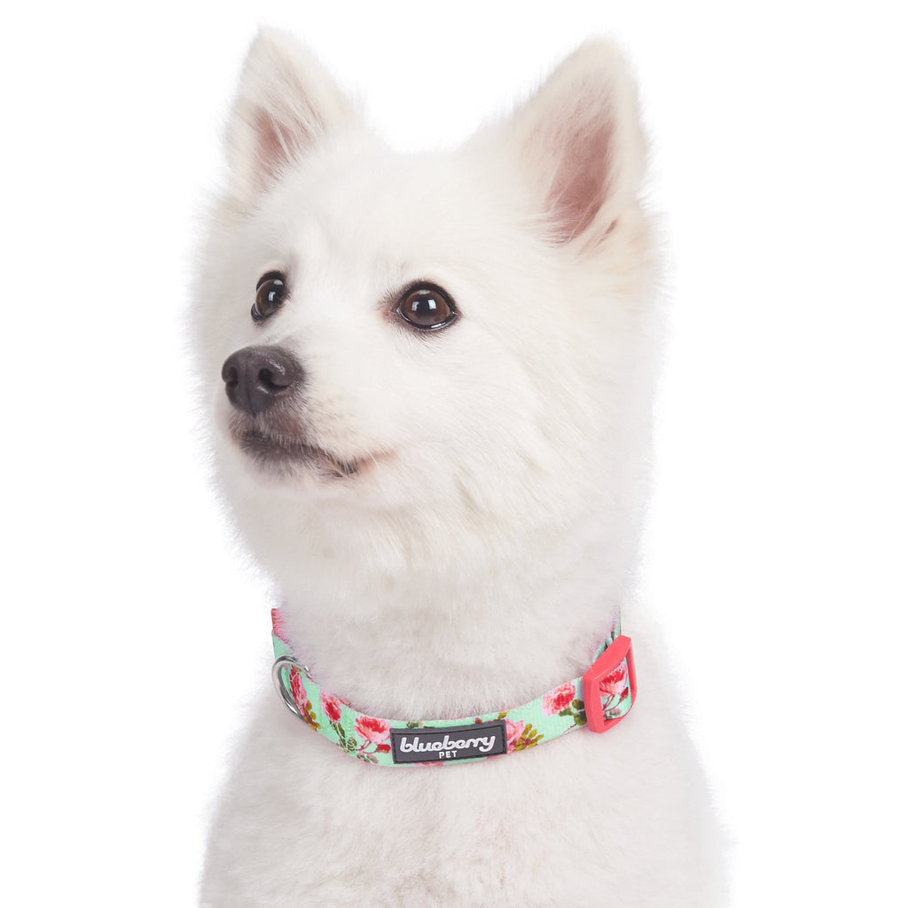 Blueberry pet spring dog hot sale collar