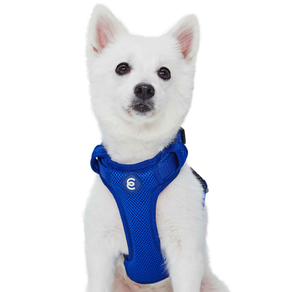 Dog leash for small & medium dogs Royal Blue Diamond