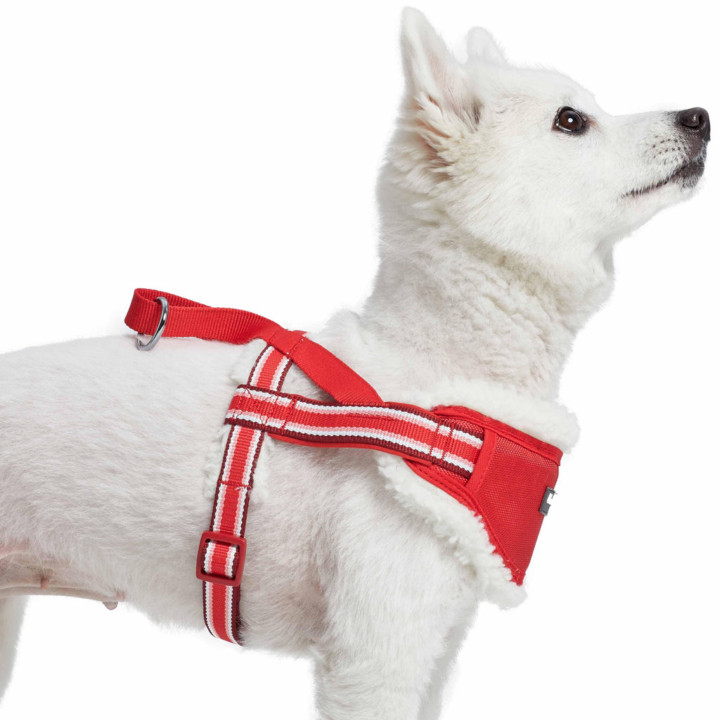 Sherpa lined dog clearance harness