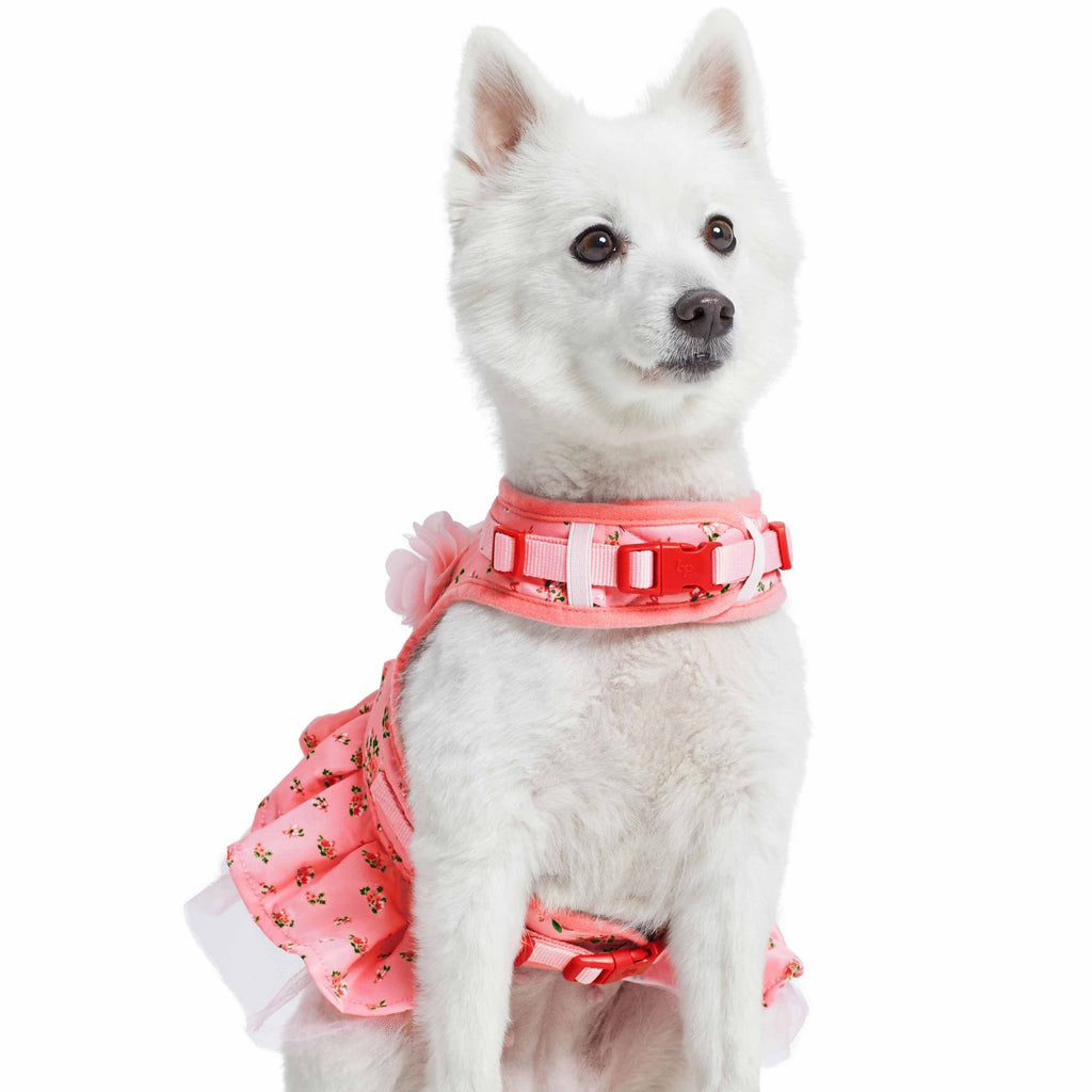 2 in 1: Dress + harness for dog Royal Pup Petbutik