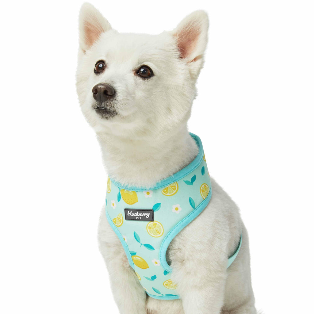 Blueberry Pet Zesty Fruit Dog Harness Vest