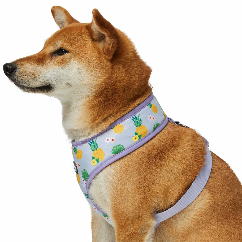 Blueberry Pet Zesty Fruit Dog Harness Vest