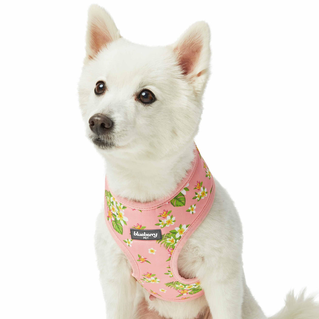 Flower dog outlet harness