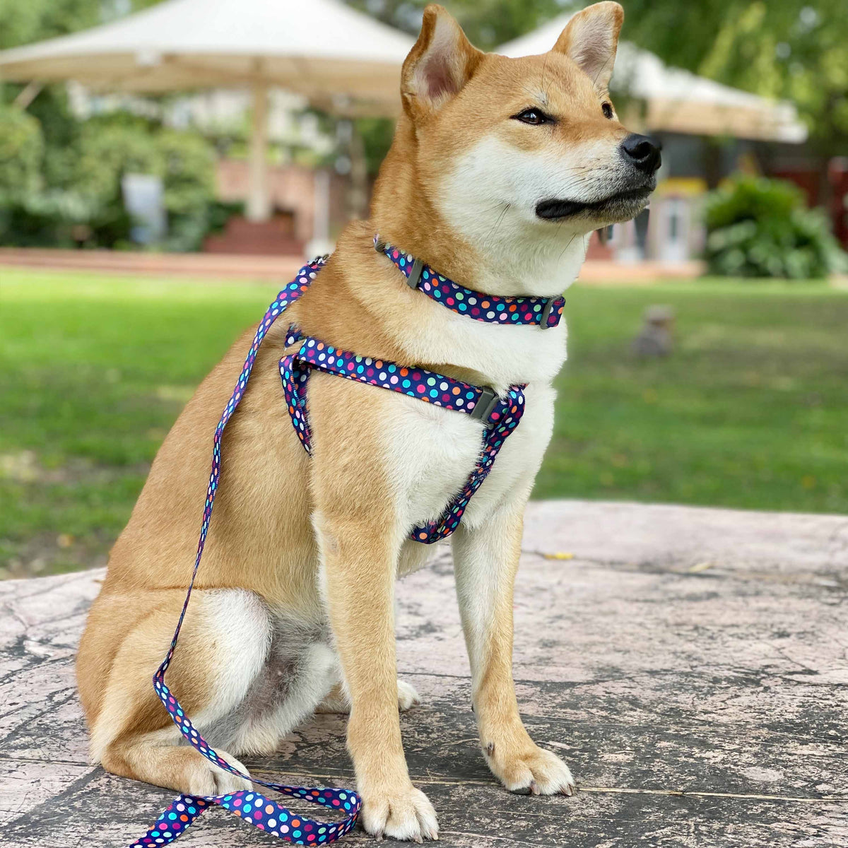 Blueberry Pet Rainbow Polka Dots Dog Collar