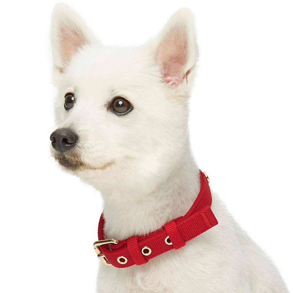 Blueberry pet retailer collars