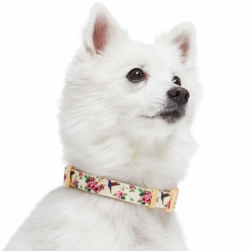 Blueberry Pet Zesty Fruit Dog Collar