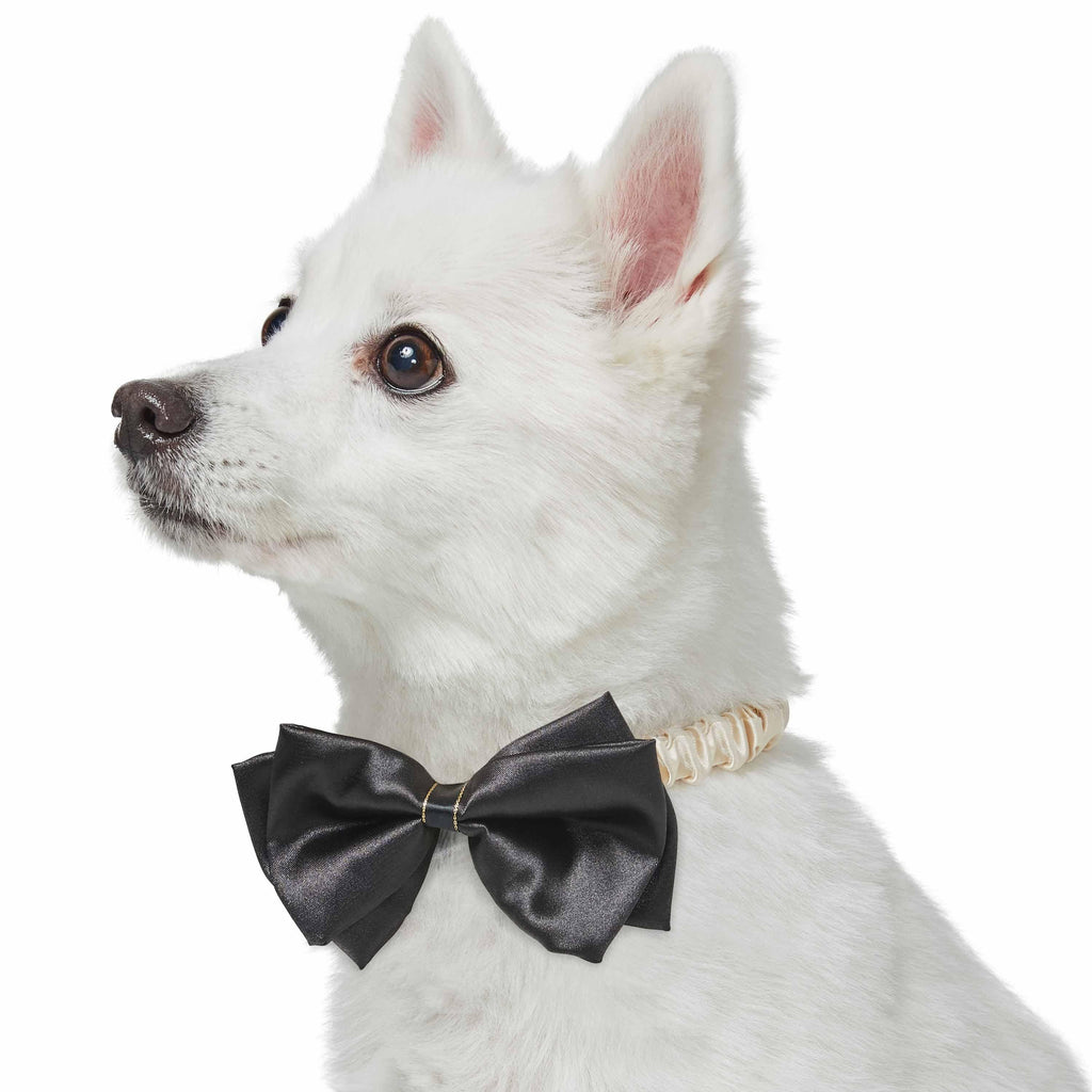 15 Top Preppy Dog Collars - Best Designer Collars for Fancy Dogs & Puppies