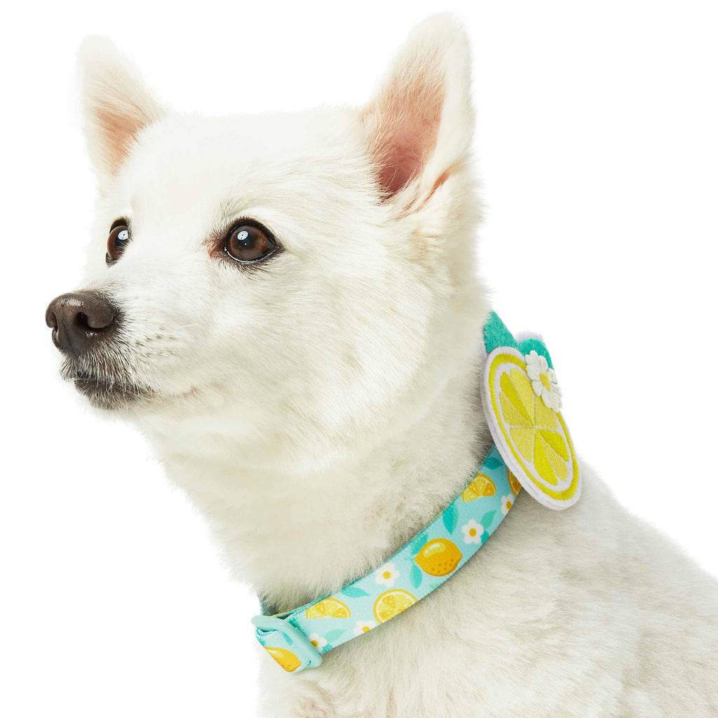  Leather Dog Collar,Extra Small Dog Collar,Halloween Cat Collar,Puppy  Collars,Cat Collars,Puppy Collar,Cute Dog Collar,Adjustable Dog Collar for  Growing Puppy,Pet Collar : Pet Supplies