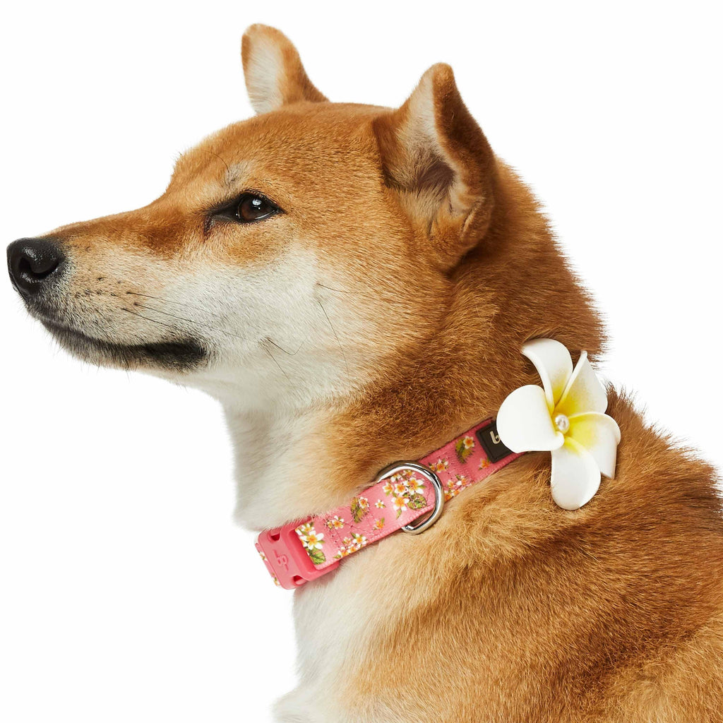 Blueberry Pet Zesty Fruit Dog Collar