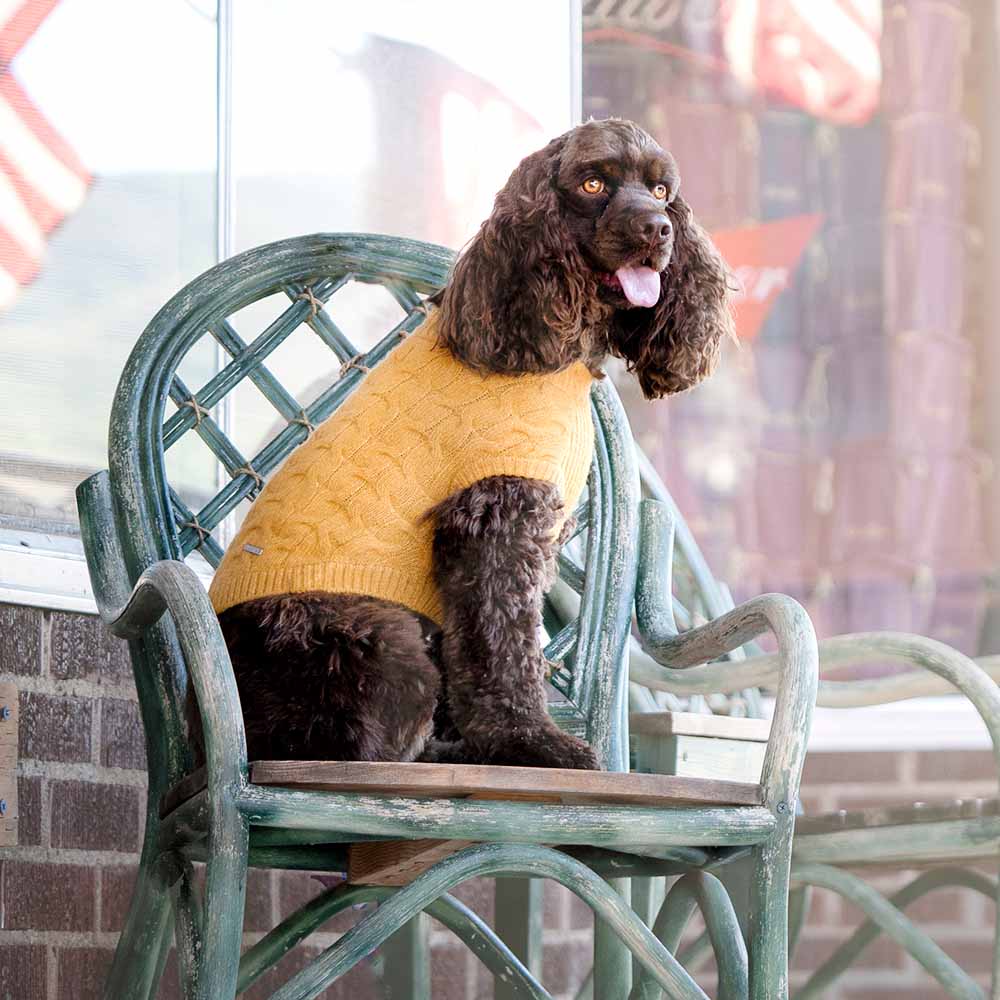 Standard poodle hot sale sweaters