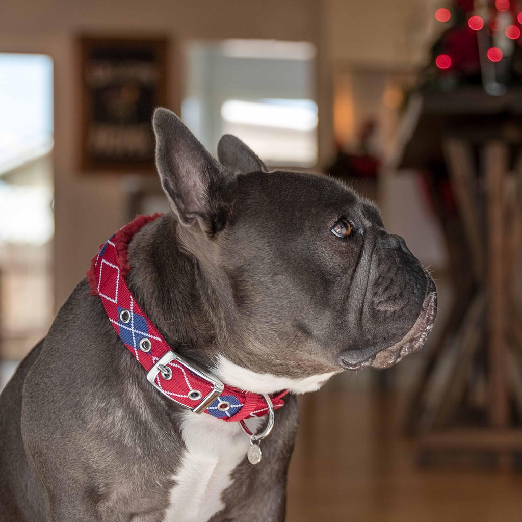 Blueberry Pet Sherpa Fleece Padded Dog Collar in Scottish Argyle