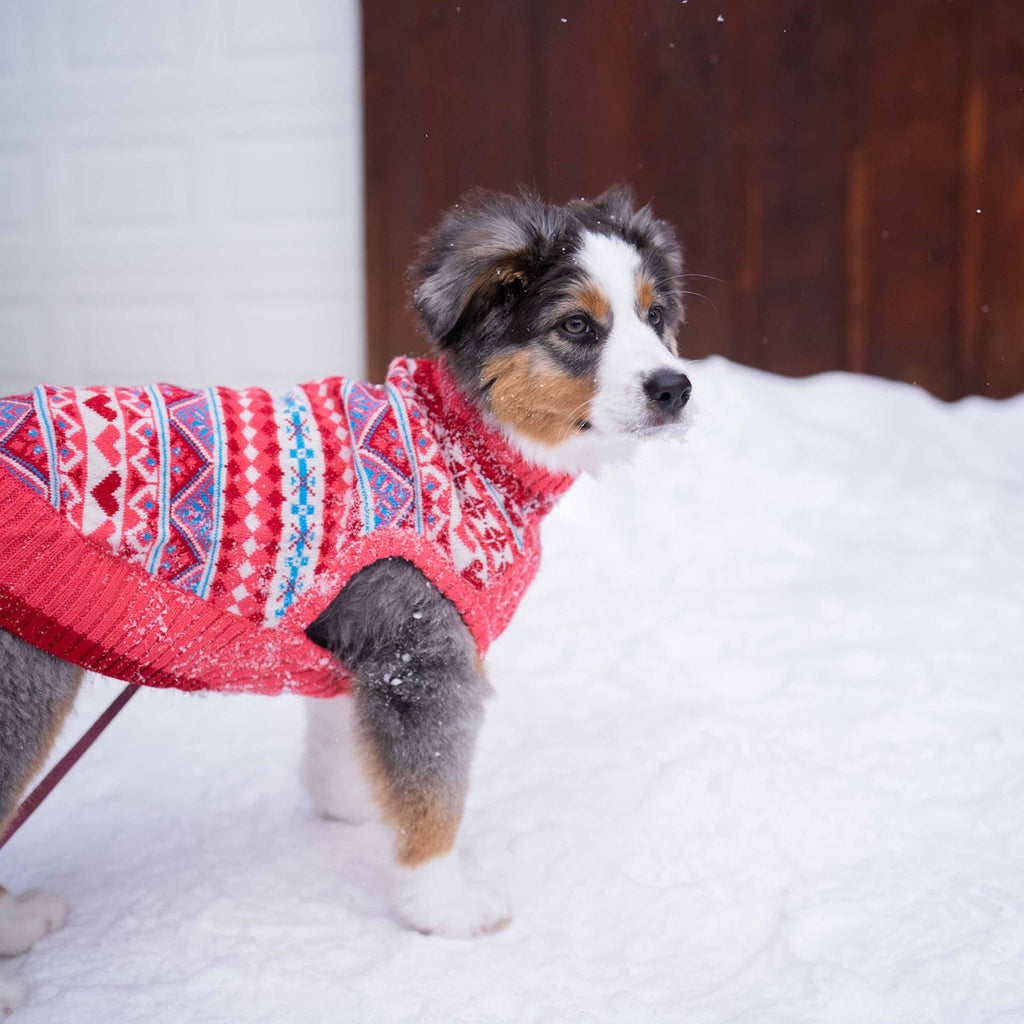 Blueberry Pet Fair Isle Matching Family Apparel Dog - Scarf / XL