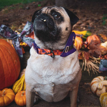 Candy Corn Dog Collar | Holiday | Halloween | Spooky | Dog Collar | Light Weight high quality Dog Collar