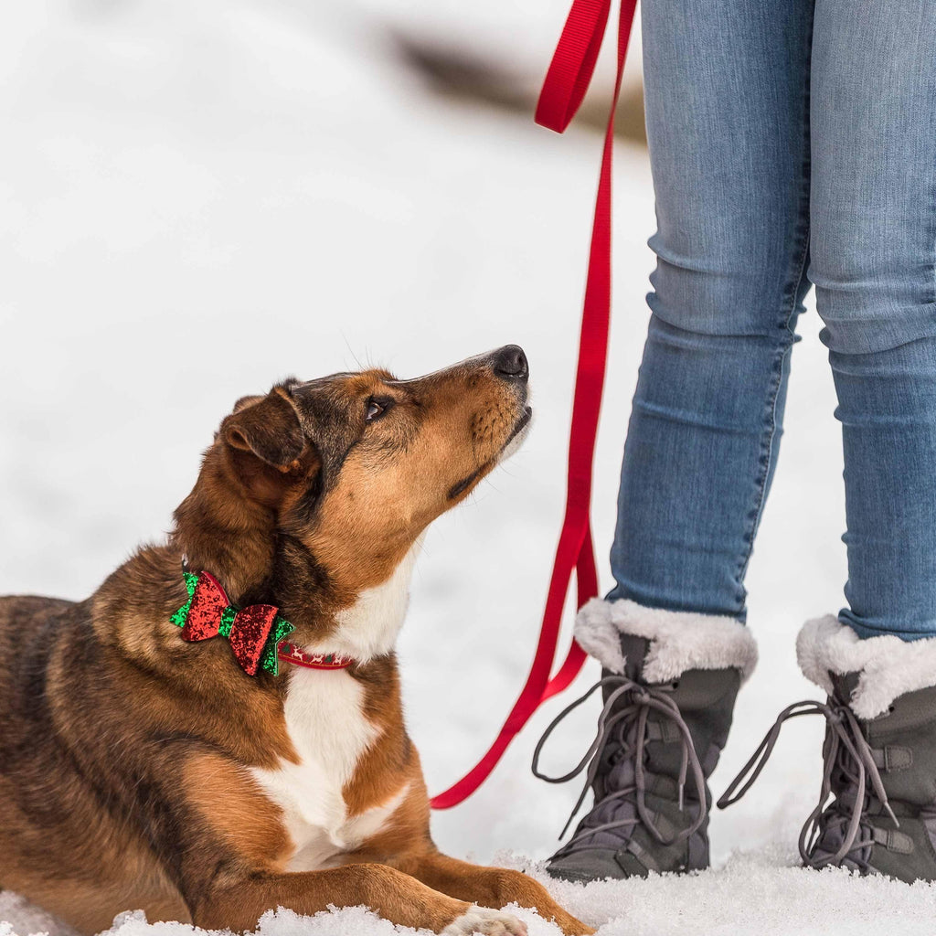 Blueberry pet christmas store collars