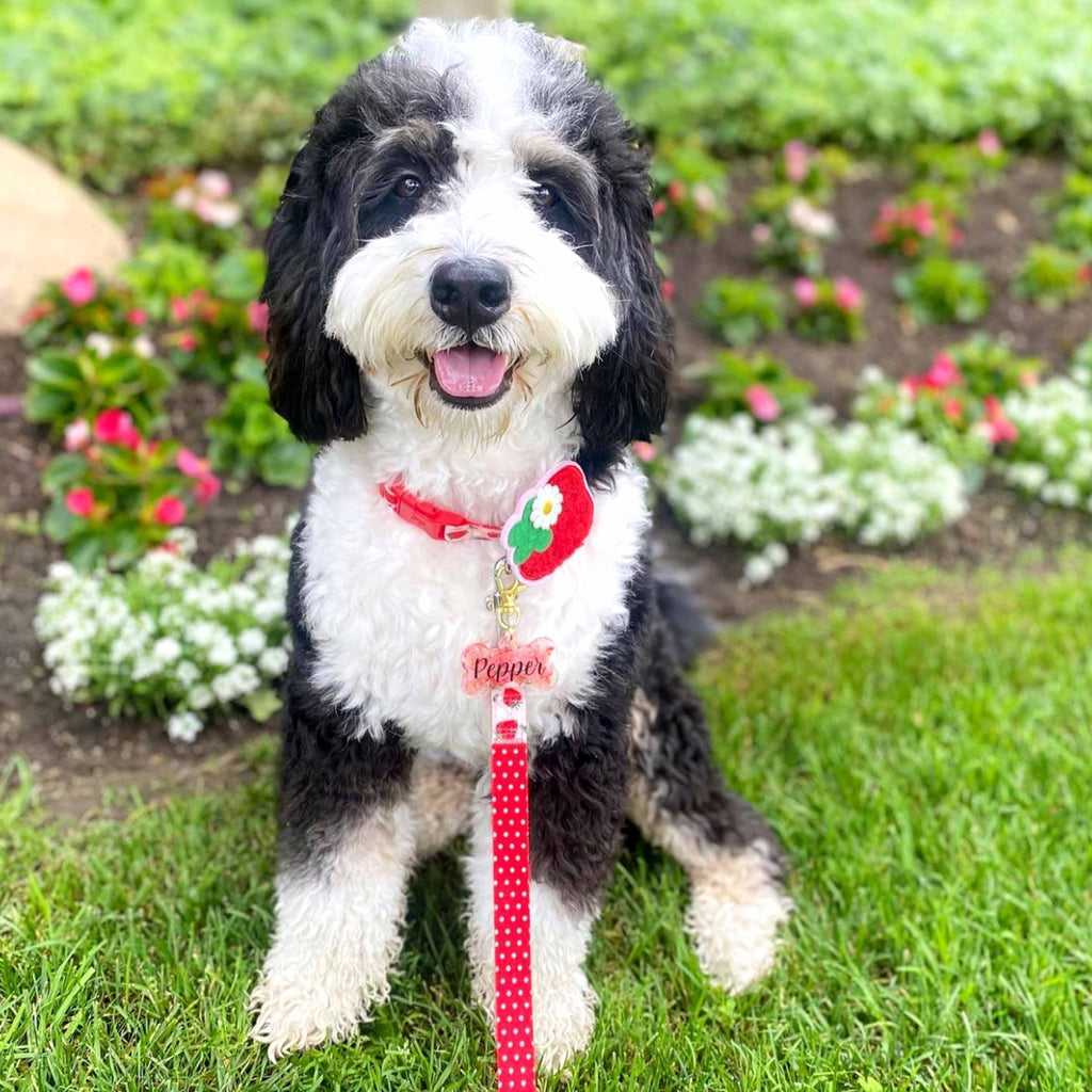 Blueberry Pet Zesty Fruit Dog Collar