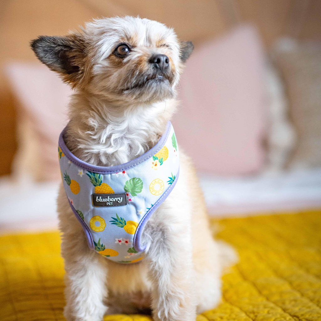 Blueberry Pet Zesty Fruit Dog Harness Vest