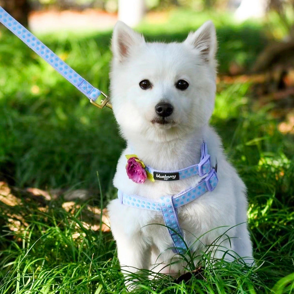 Polka dot 2024 dog harness