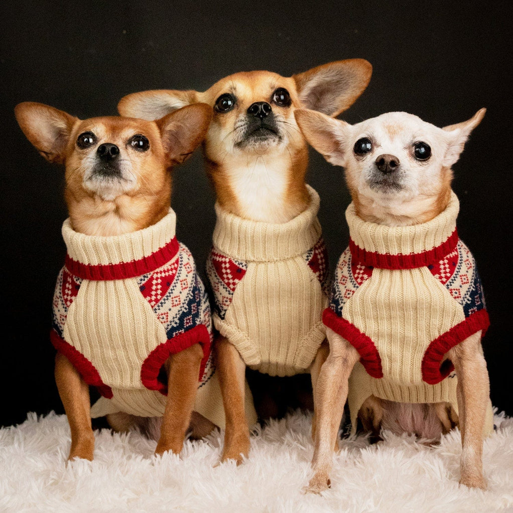 dogs in christmas sweaters