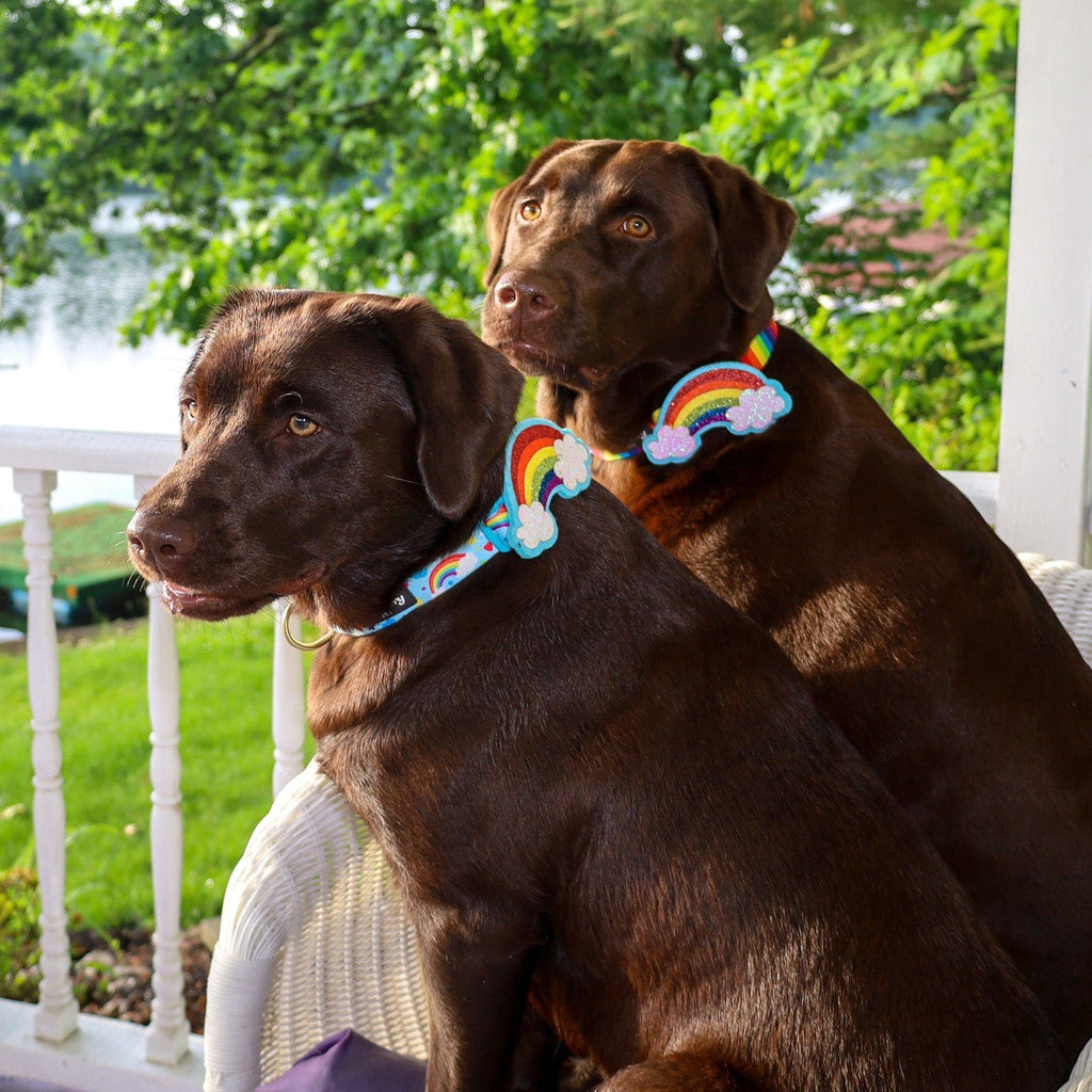 Rainbow Dog Harness & Matching Rope Leash